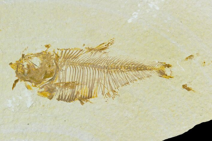 Bargain, Fossil Fish (Diplomystus) - Green River Formation #120634
